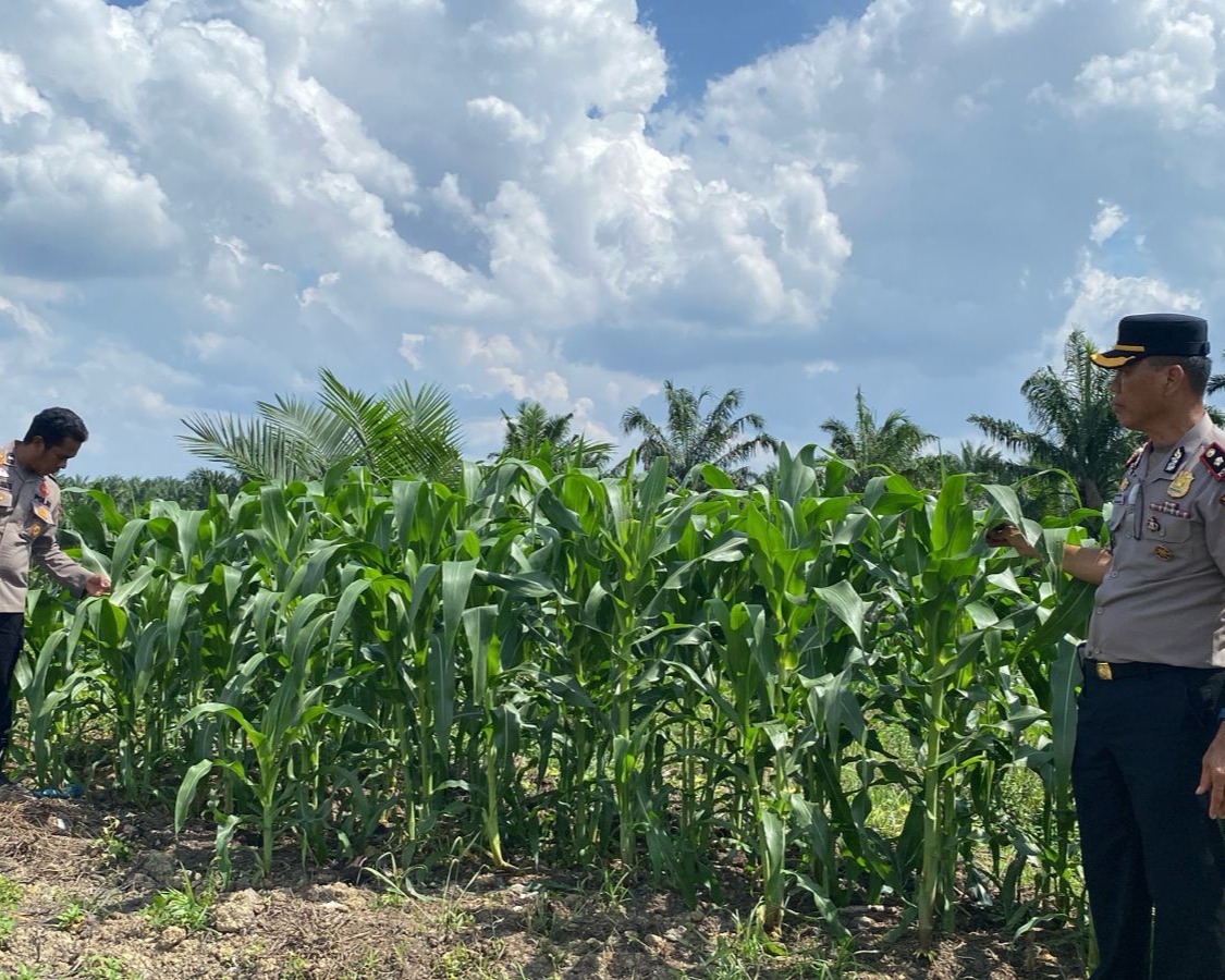 Kapolsek Pkl Kuras Cek Progres Jagung  Pipil 12 Ha Di KUD Sialang Makmur,  Dalam Program Ketahanan Pangan