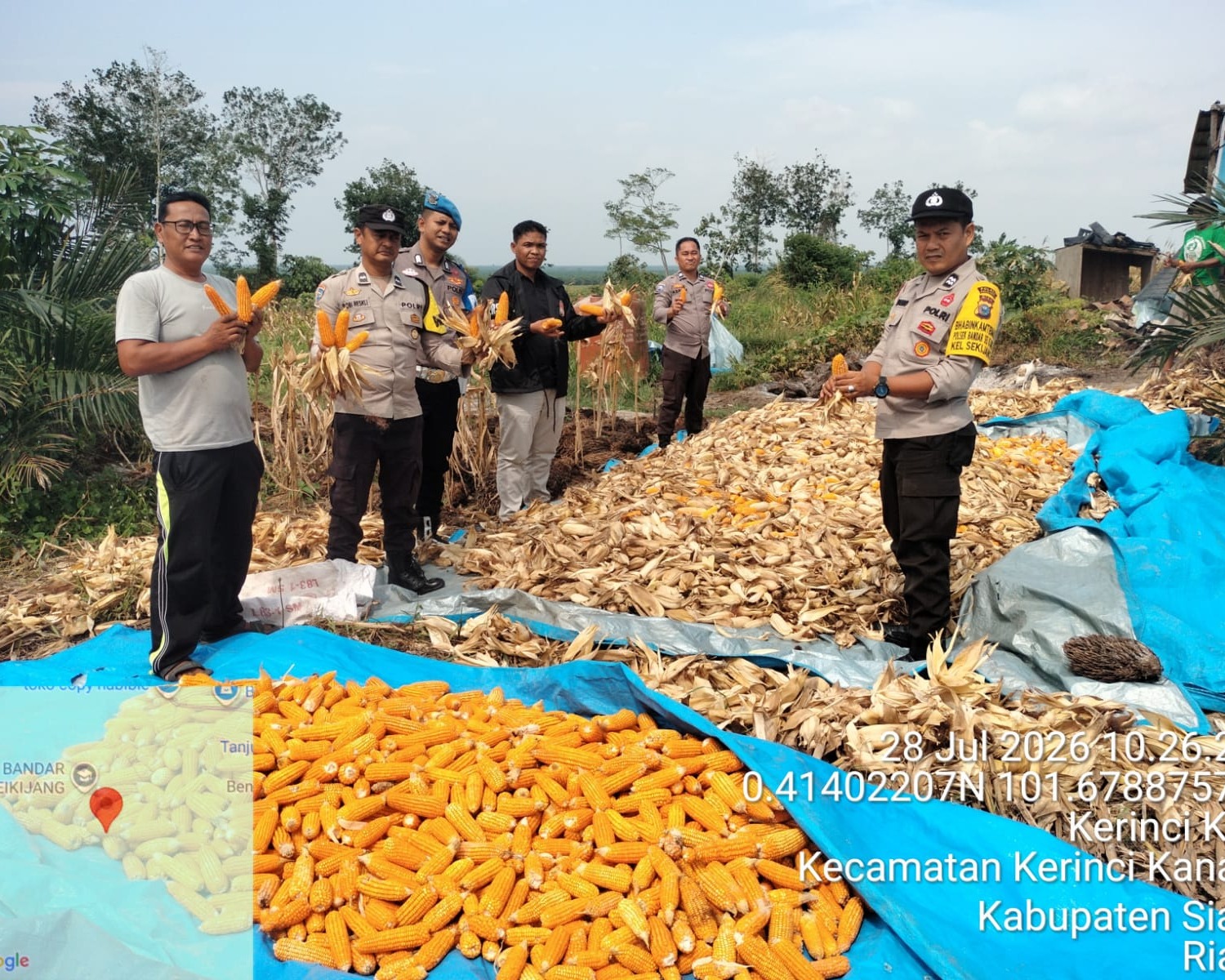 Polsek Bandar Sei Kijang Panen Jagung Pipil 1 Ton Di Lubuk Ogong Dukung Program Asta Cita Ketahanan Pangan