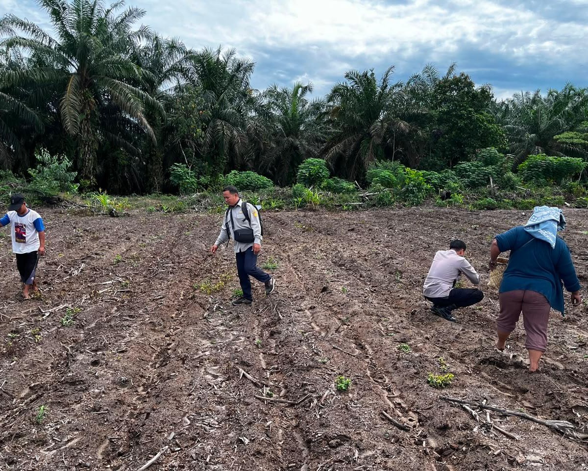 Tiga Hektare Jagung Pipil Kelompok Tani Maju Bersama Ukui Tumbuh, Polsek Kawal Ketahanan Pangan
