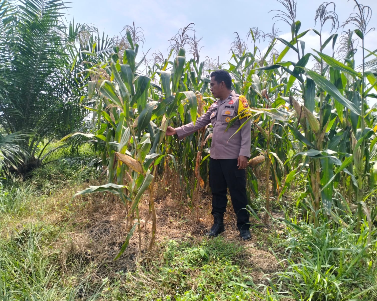 Bhabinkamtibmas Polsek Pkl Kuras Cek Pertumbuhan Jagung Pipil 10 Ha di Sialang Indah Dukung Ketahanan Pangan