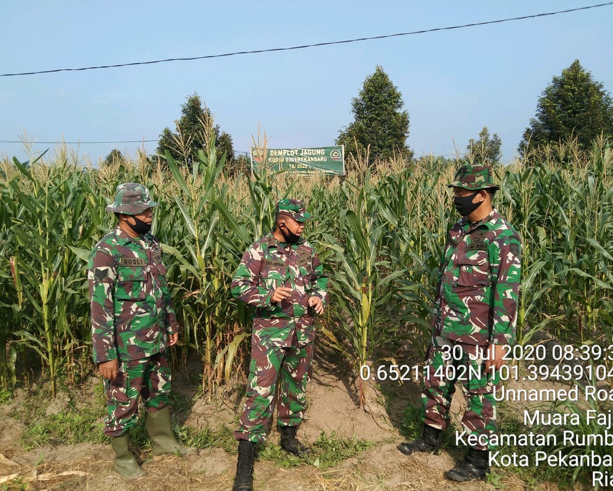 Pasi Wanwil Korem 031/WB Tinjau Demplot Hanpangan Kodim 0301/Pekanbaru