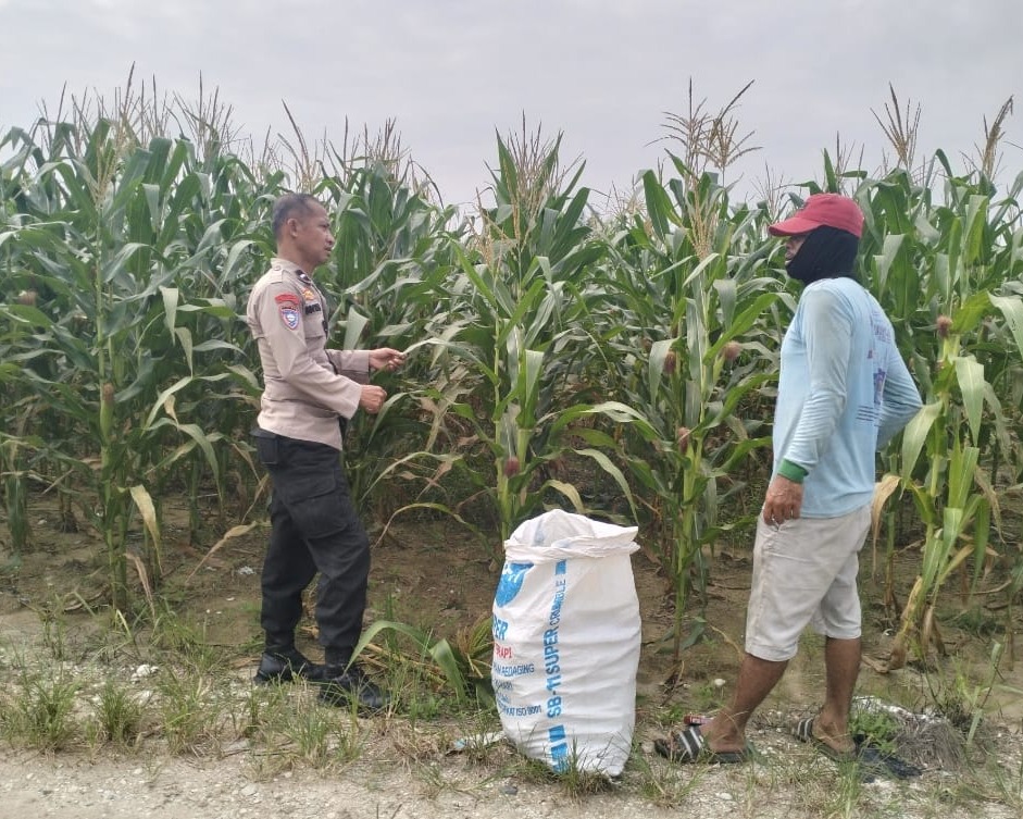 Polsek Pkl Kerinci Cek Jagung Pipil Kuartal III di Kelompok Tani Dukung Ketahanan Pangan KM 55, Tanaman Tumbuh Subur