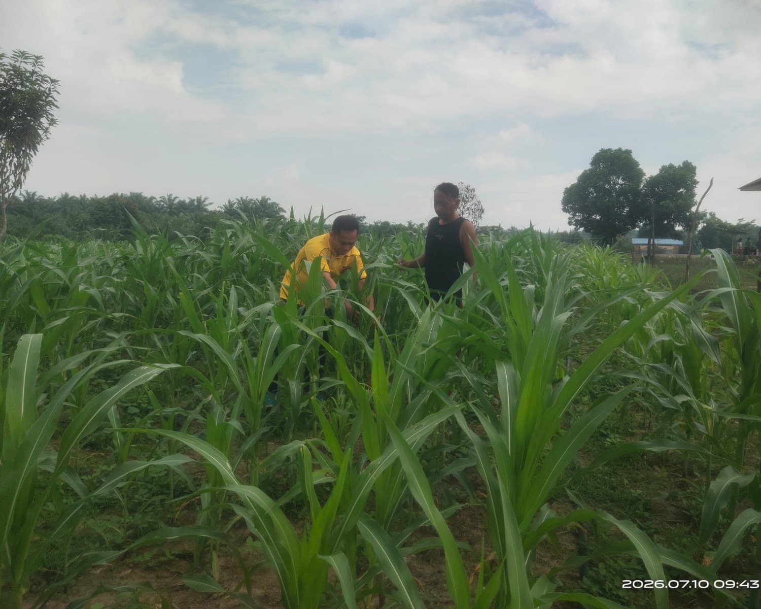 Bhabin Lubuk Ogung Kawal Jagung Pipil Usia 32 Hari, Dukung Ketahanan Pangan Lewat BUMDes Ogung Mandiri