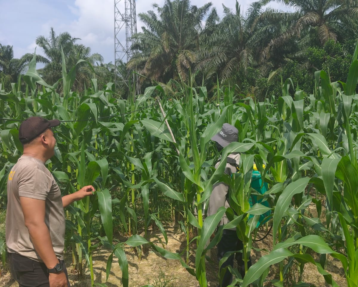 Jagung 1 Hektare Di Bukit Gajah Tumbuh 1 Meter, Polsek Ukui Kawal Ketahanan Pangan Kelompok Cinta Tani