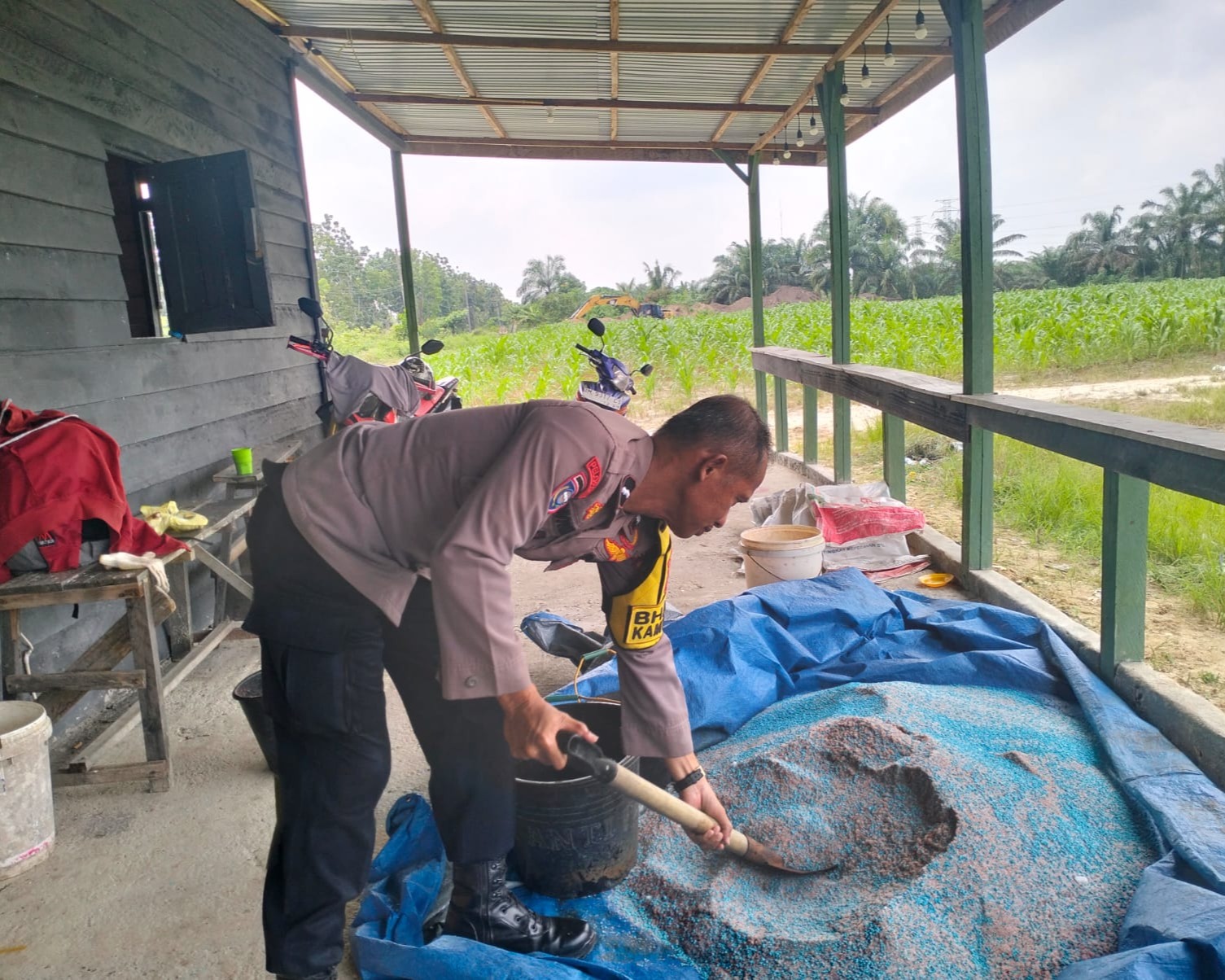 Pertumbuhan Jagung 3 Ha Jagung Hibrida NK 6172 Km 55, Dalam Mendukung Ketahanan Pangan Pkl Kerinci Tumbuh Subur