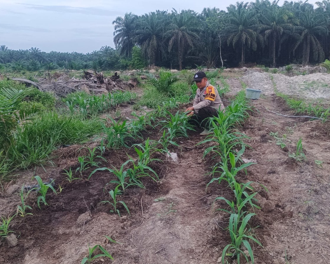 Kebun Jagung TKD Kampung Baru Tumbuh Optimal Di Musim Kemarau Dukung ketahanan Pangan