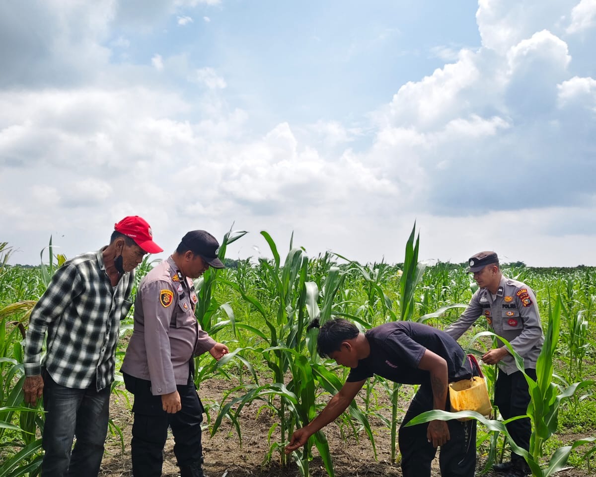 15 Ha Jagung Pipil Poktan Senang Jaya Sungai Solok Wilayah Polsek Kuala Kampar, Mendukung Ketahanan Pangan