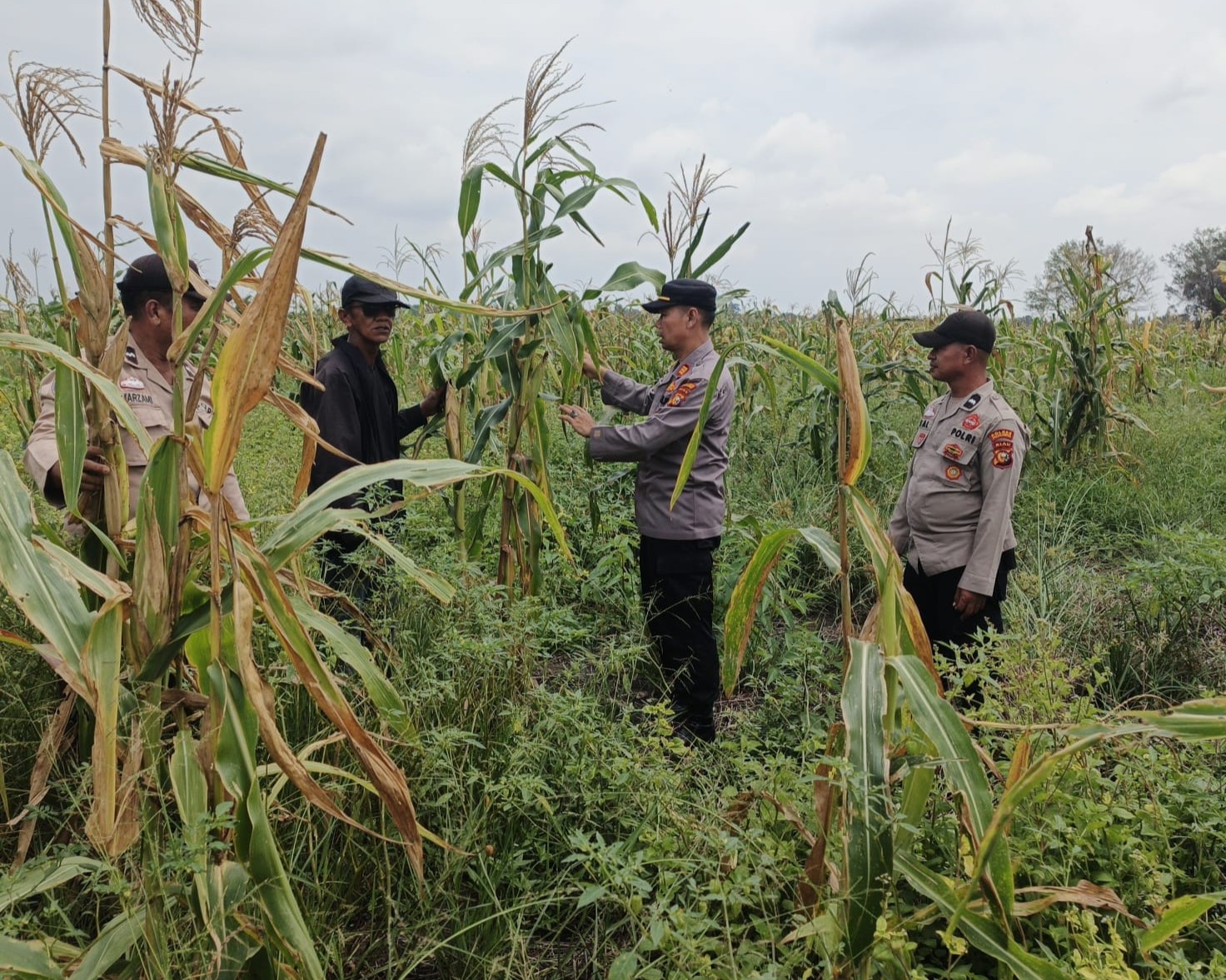 Polsek Kuala Kampar Pantau Perkembangan Lahan Jagung Pipil 15 Ha Mendukung Ketahanan Pangan