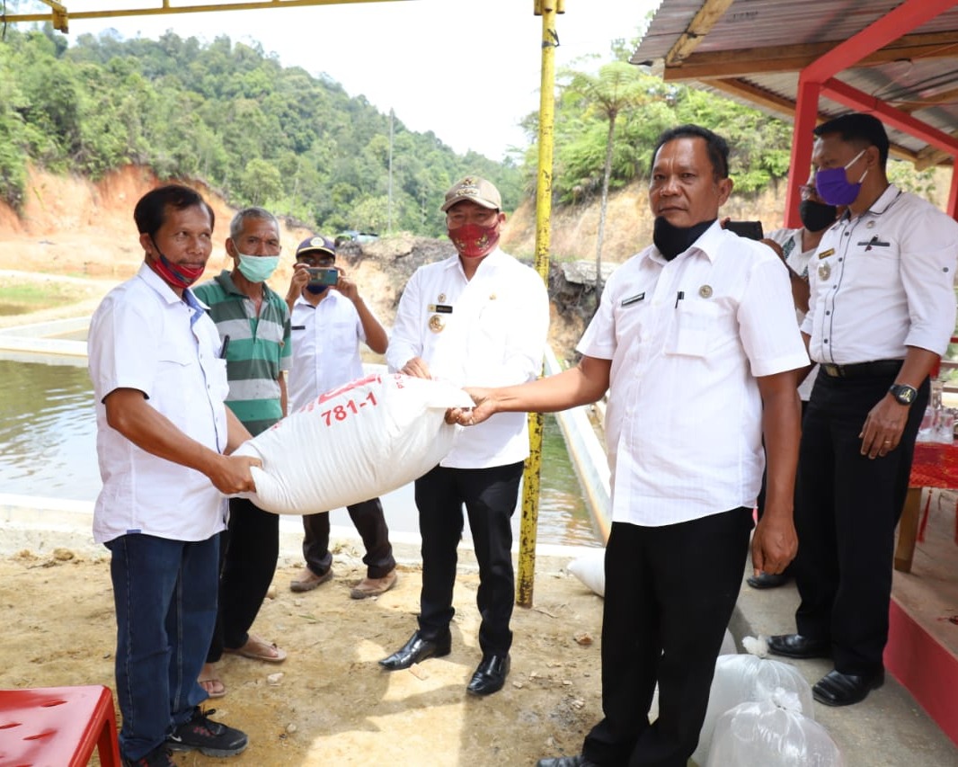Bupati Taput Kembali Menabur 3.000 Ekor Benih Ikan di Kolam Masyarakat Desa Dolok Nauli