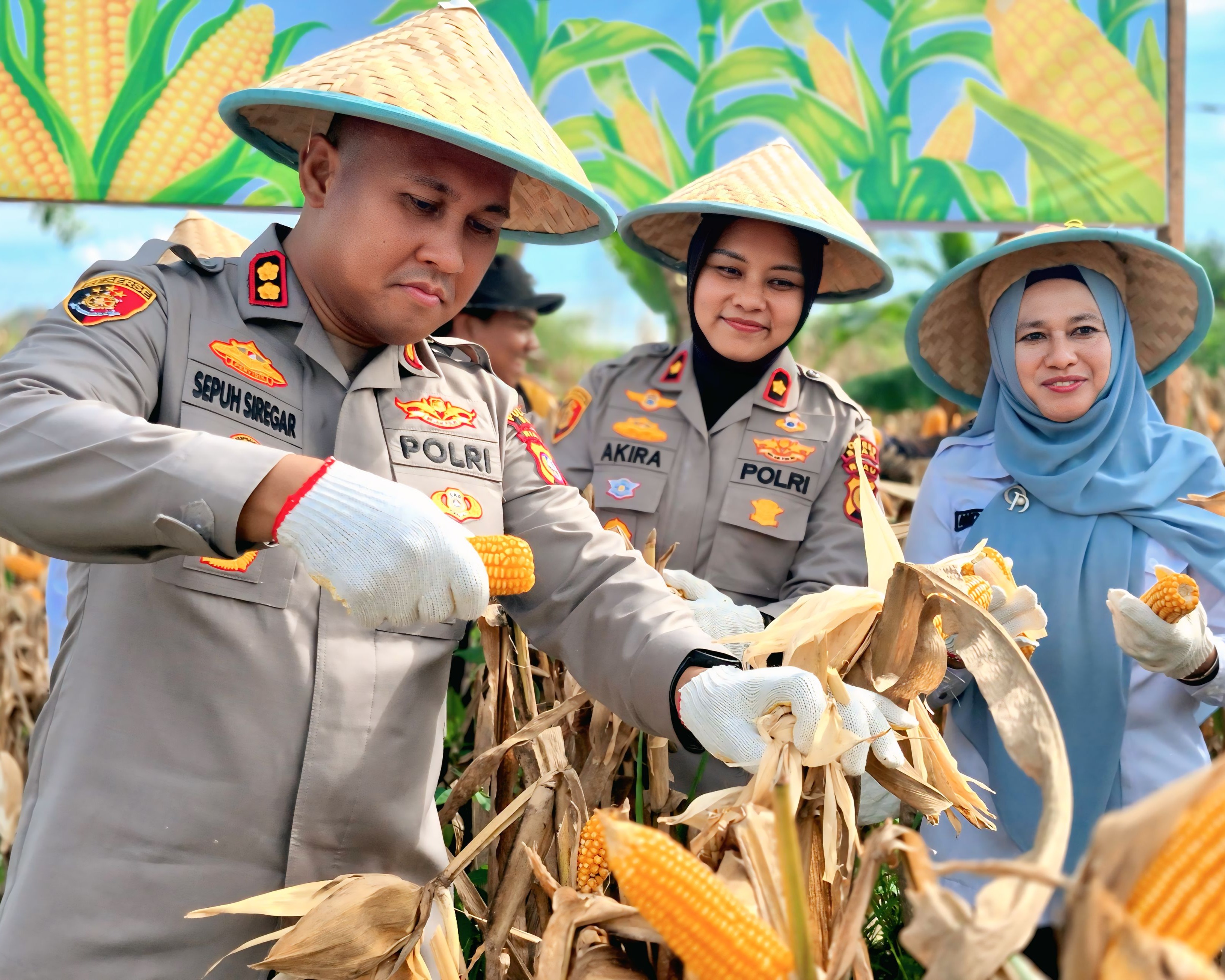 Dukung Asta Cita Menuju Swasembada Pangan, Polres Siak Kembali Menggelar Panen Raya Jagung Kwartal II Tahun 2026