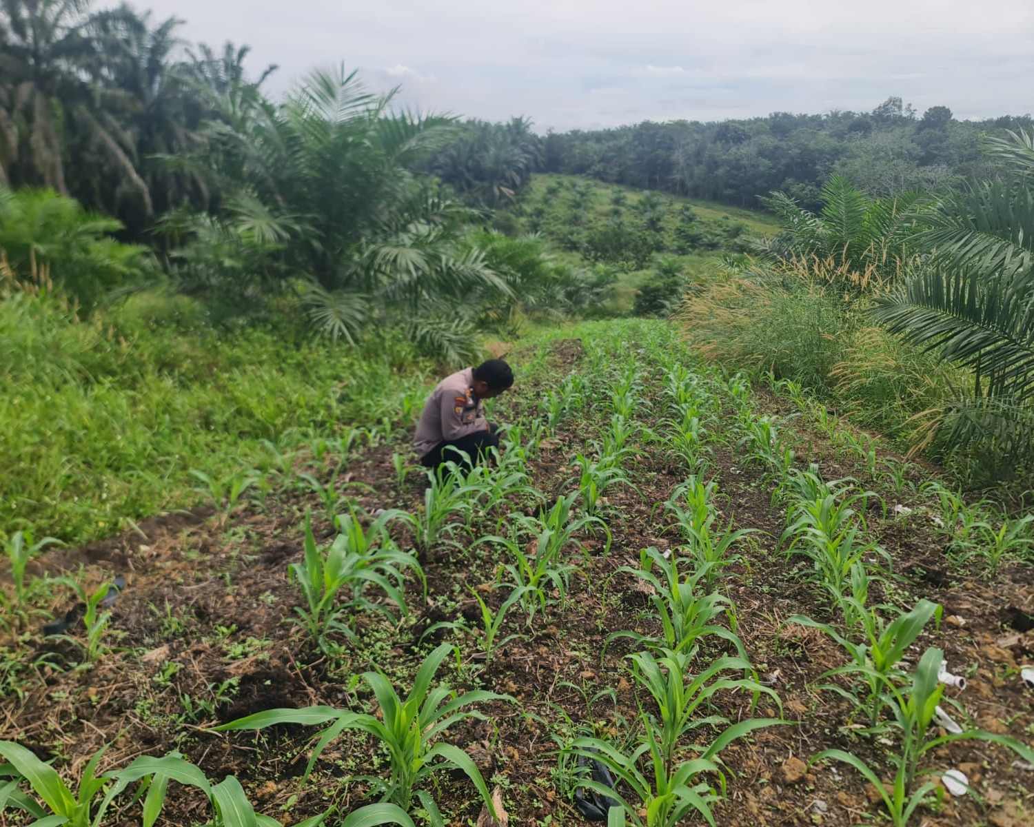 Polsek Pangkalan Kuras Progres Jagung 12 Hektar di Sialang Indah, Polri Siap Kawal Ketahanan Pangan