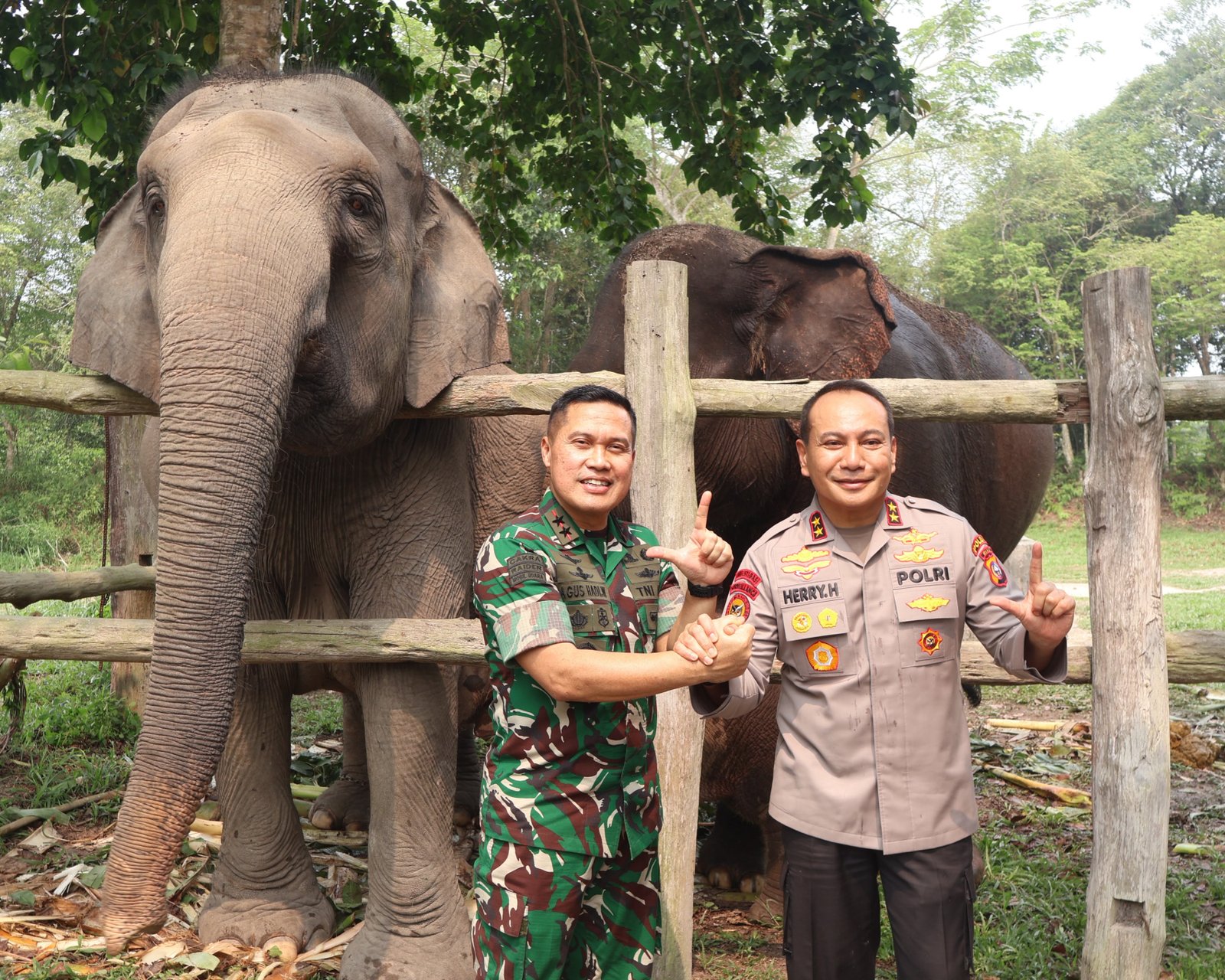 Ganesha Lahir Di Flying Squad Tesso Nillo, Anak Keenam Lisa Jadi Harapan Baru Konservasi Gajah Sumatera