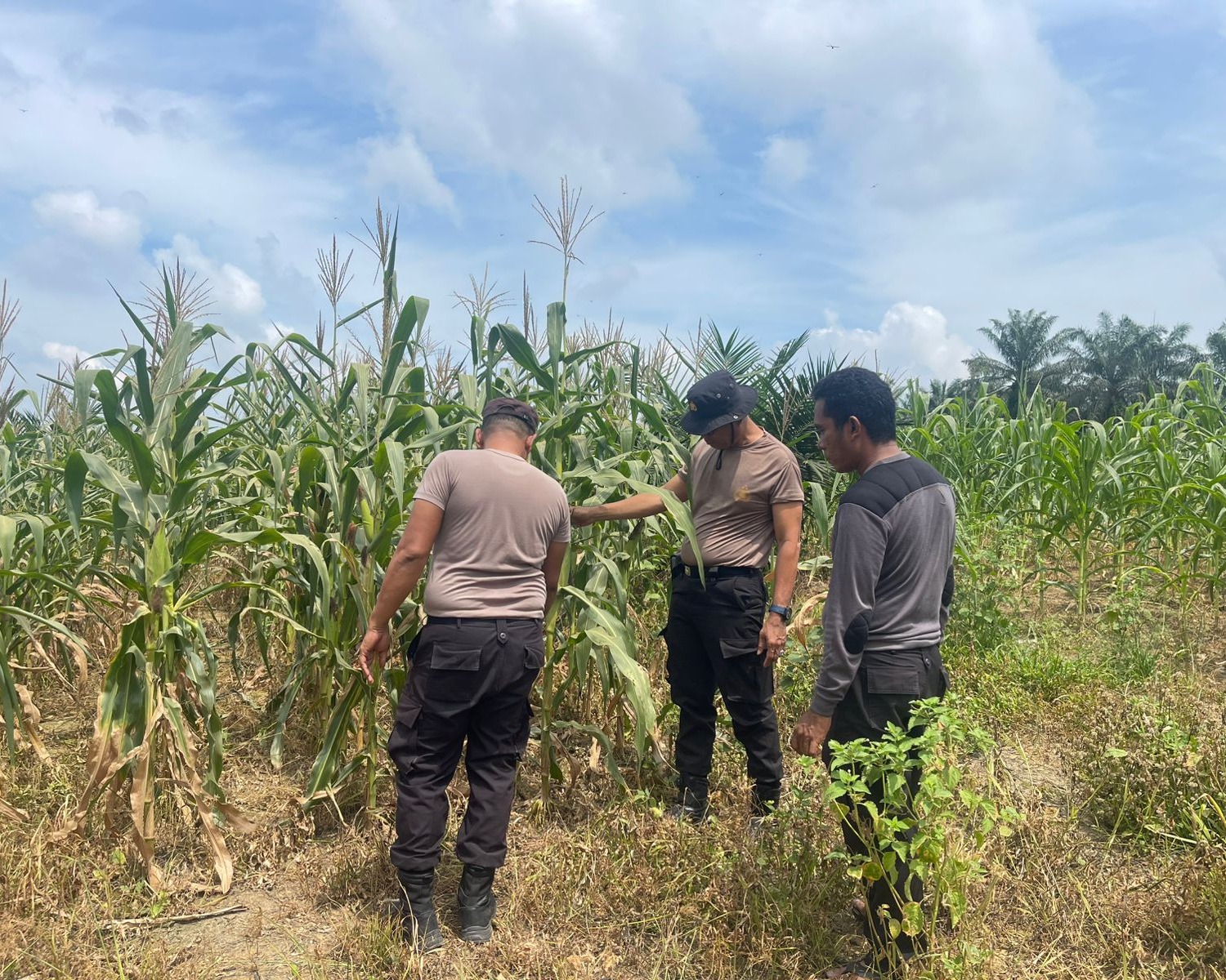 Kapolsek Pangkalan Kuras Cek Progres Jagung Ketahanan Pangan 12 Hektar Di Sialang Indah, Hasil Kuartal I Tumbuh Subur