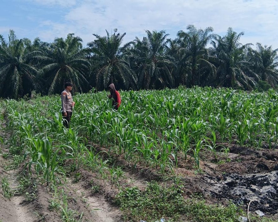 3 Hektare Jagung Pipil Kelompok Tani Maju Bersama Air Hitam Tumbuh Subur, Bhabin Ukui Kawal Ketahanan Pangan