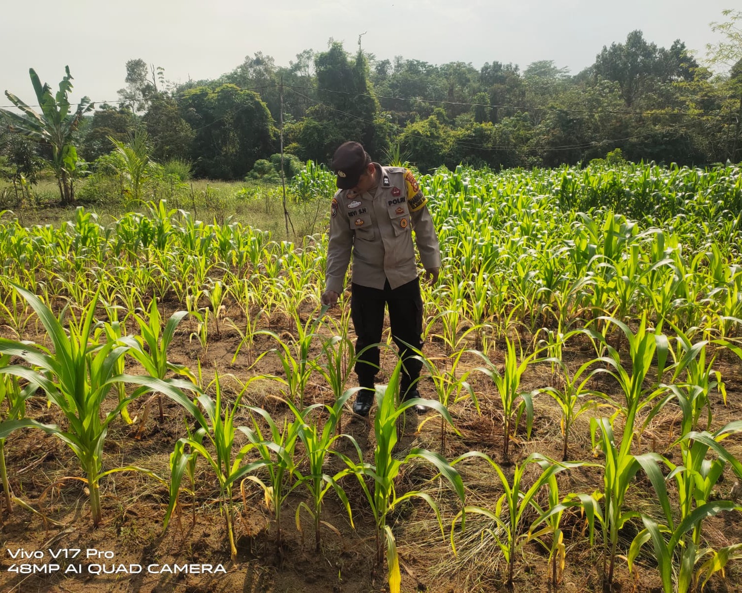 Polsek Bunut Rawat Lahan Jagung Pipil di Desa Petani, Dukung Ketahanan Pangan