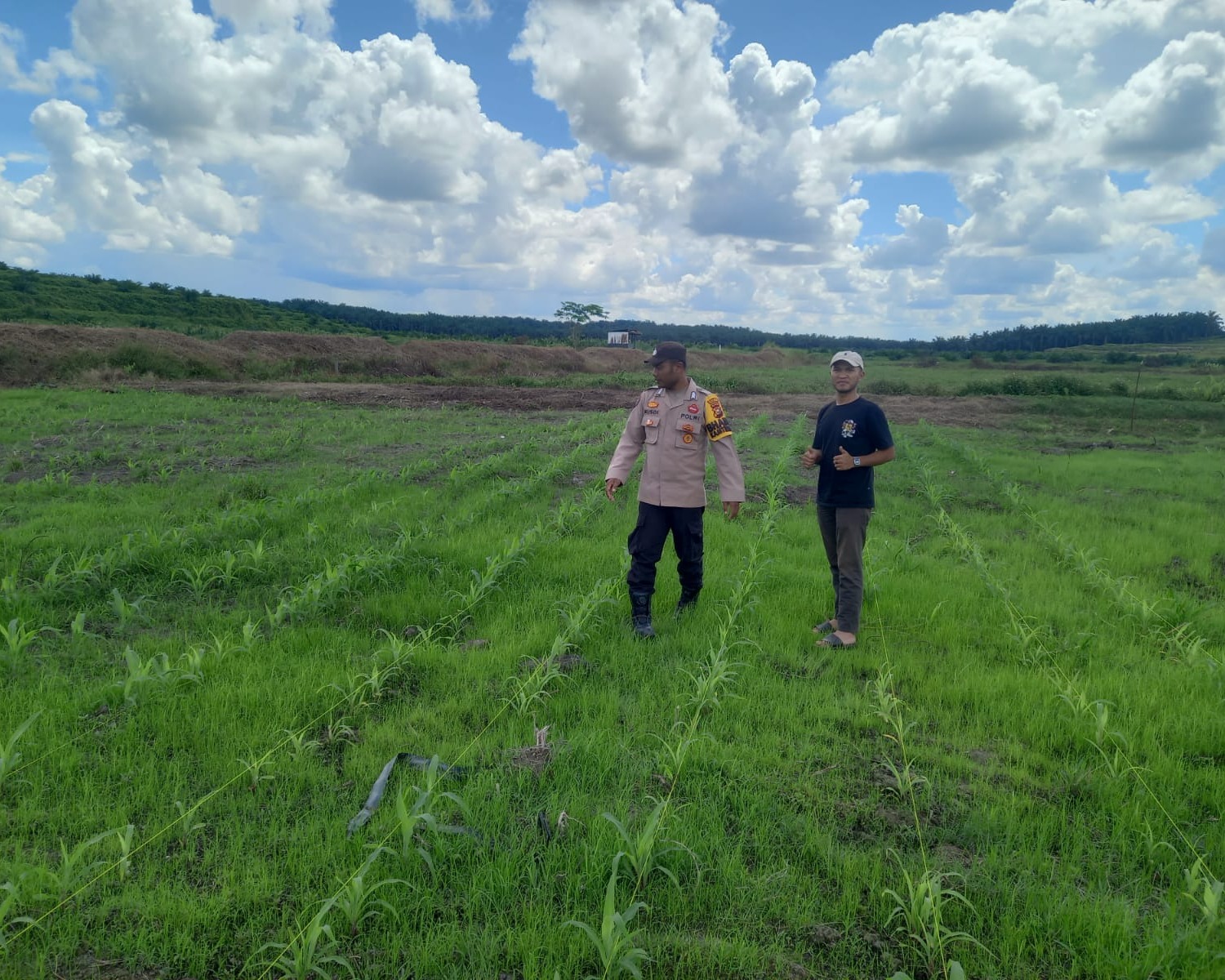 Polsubsektor Pelalawan Kawal Ketahanan Pangan: 1 Ha Jagung Pipil PT Adei Dipupuk, Tumbuh Subur Di Telayap
