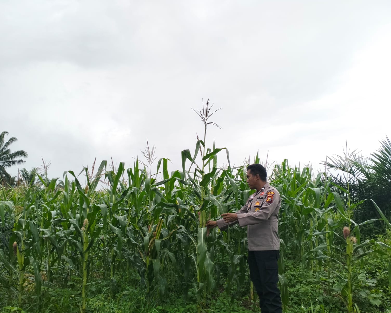 Polsek Pkl Kuras Cek Progres 12 Ha Jagung Kuartal II Dalam Rangka Swasembada Pangan