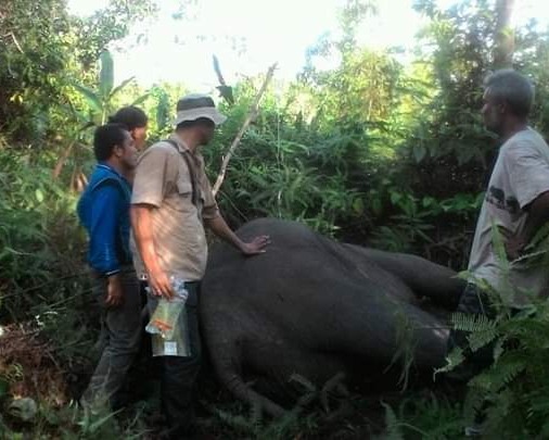 Kematian Gajah Sumatera Di SM. Balai Raja