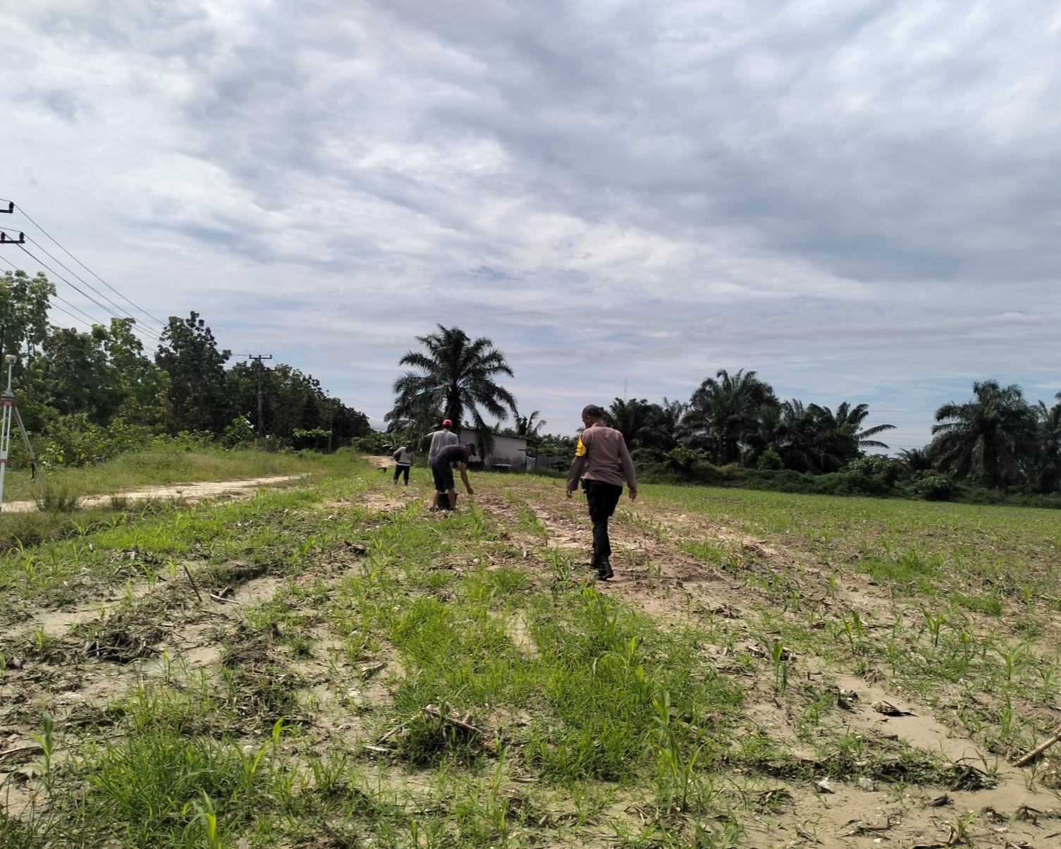 Polsek Pangkalan Kerinci Cek Tanaman Jagung 17 HST Di KM 55: Pastikan Tumbuh Optimal Dukung Swasembada Pangan