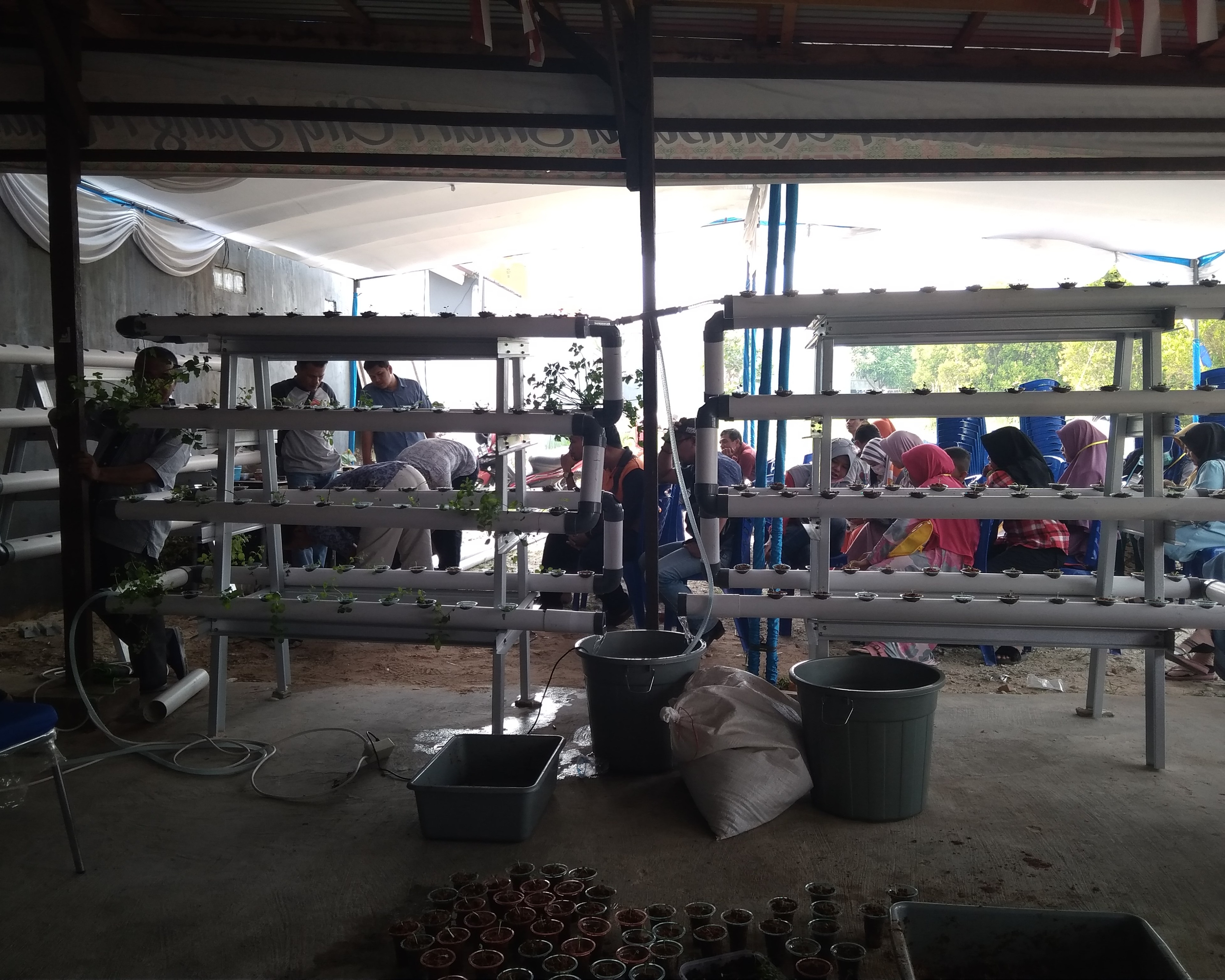 Kelurahan Tuahmadani Laksanakan Kegiatan Pelatihan Hidroponik