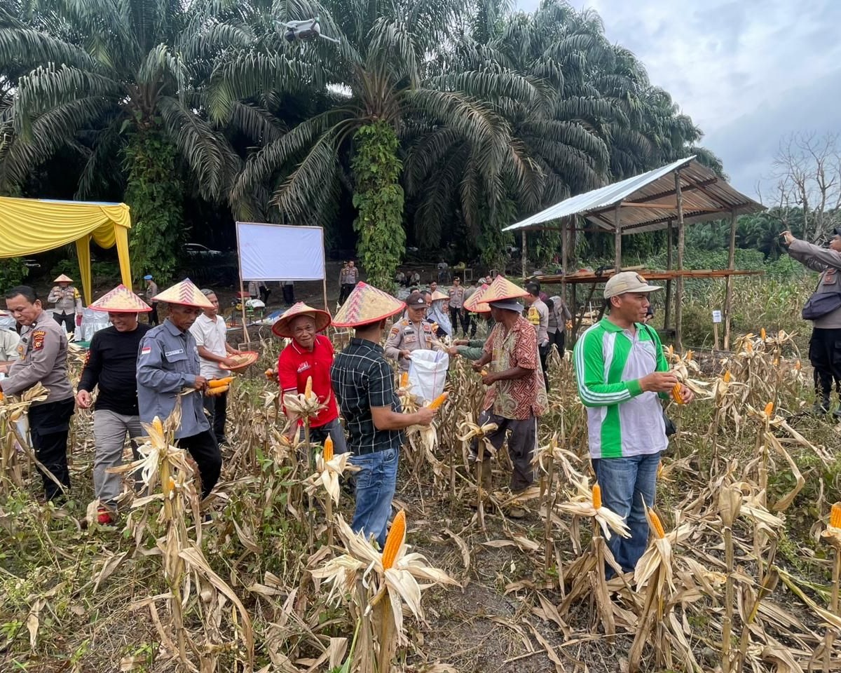 Panen Raya Jagung Serentak Kuartal II Tahun 2026 Mendukung Ketahanan Pangan