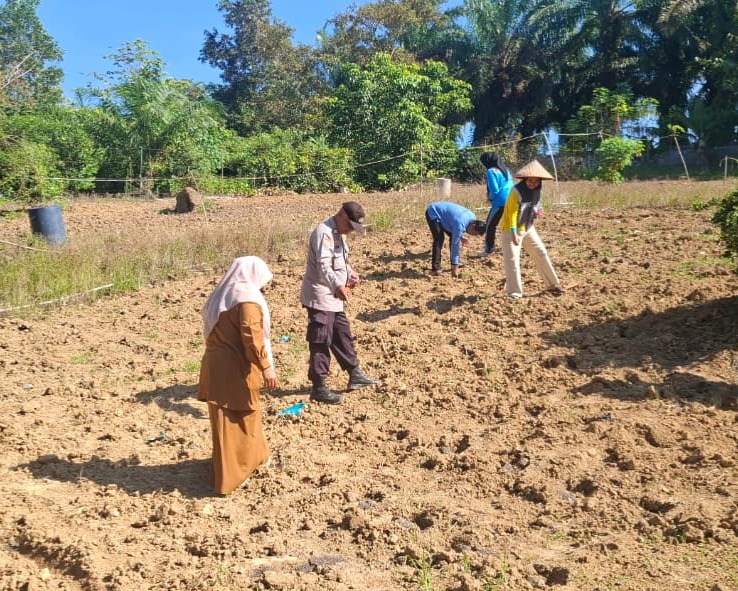 Polsek Pkl Lesung Tanam Jagung 0,5 Hektare Bareng KWT Mulya Subur, Dukung Ketahanan Pangan dari Desa
