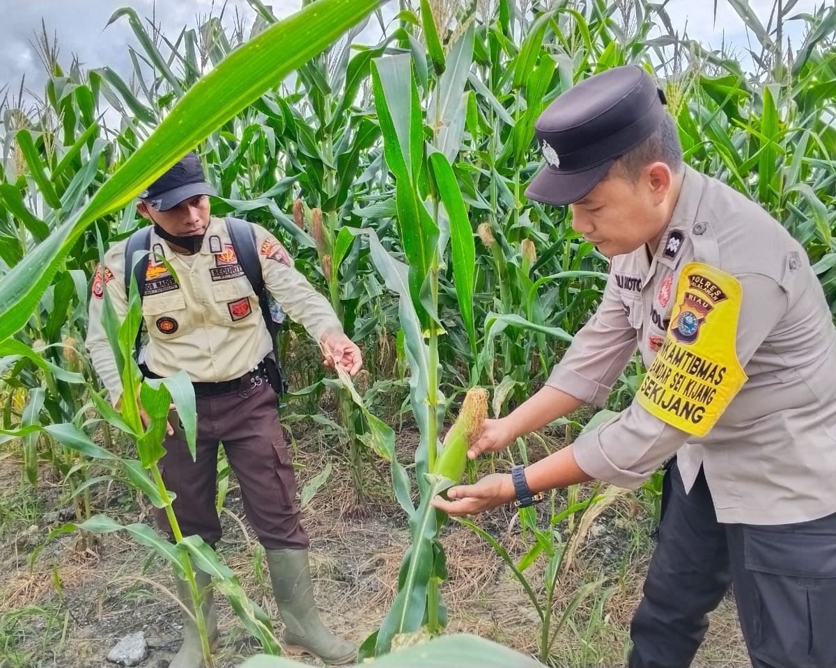 Polsek Bandar Seikijang Kawal Ketahanan Pangan 1,5 Ha Jagung Pipil PT CDS Tumbuh Subur
