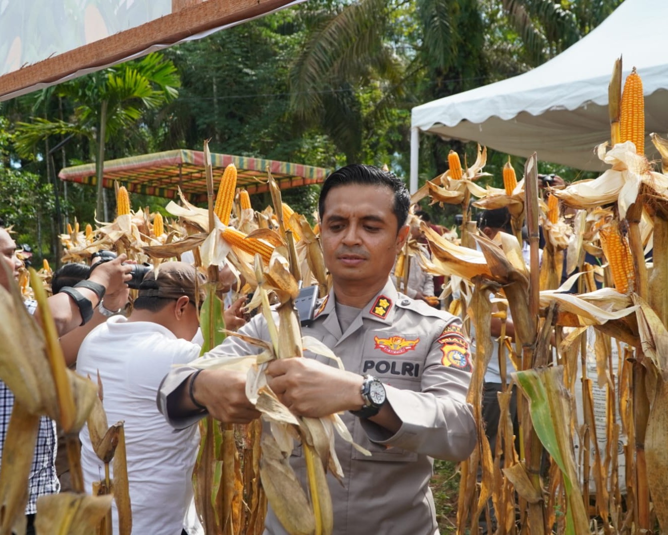 Kapolres AKBP Emil Eka Putra Bersama Bupati Rohul, Panen Raya Jagung Serentak Kuartal ll di Dua Lokasi