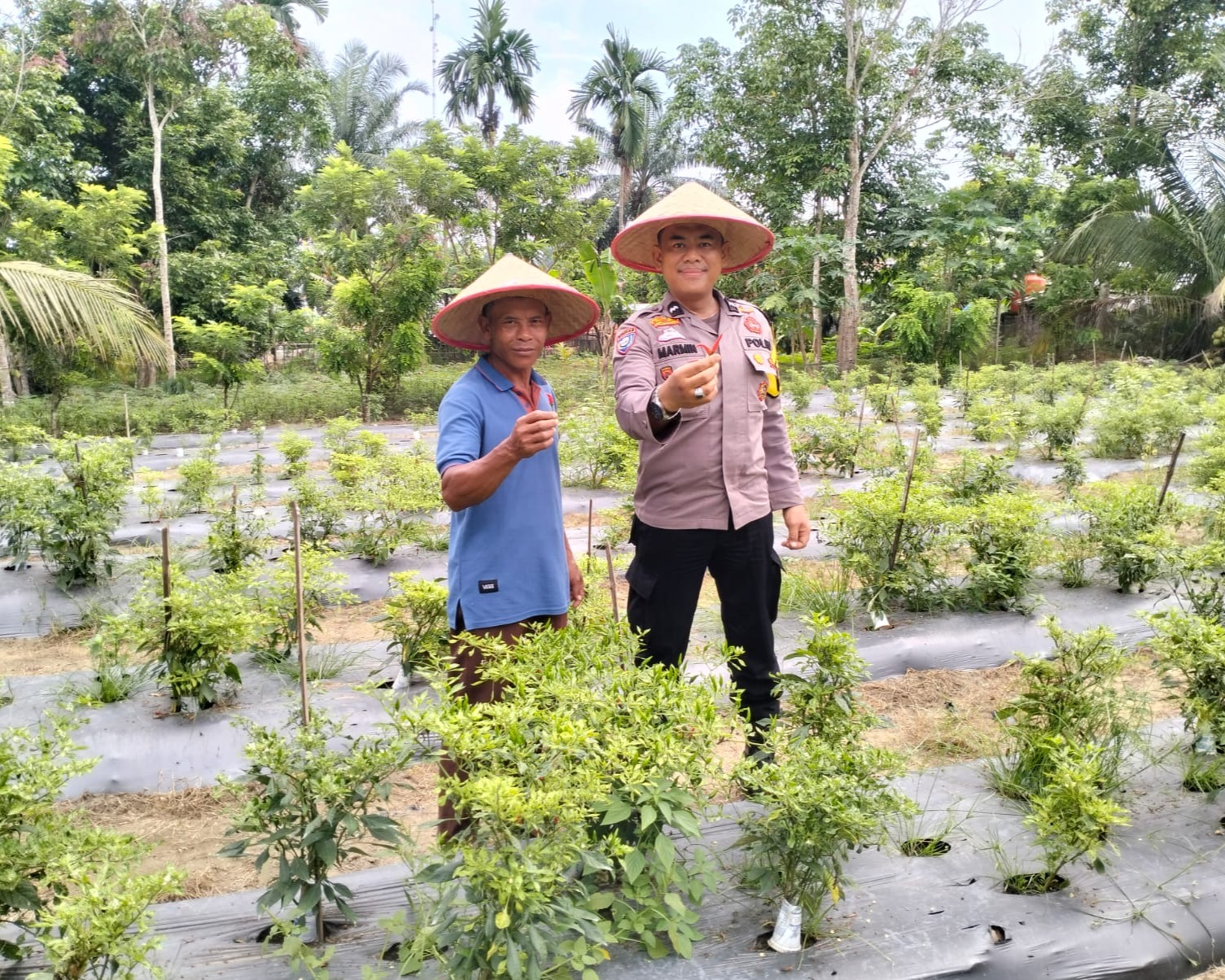 Polsek Bunut Kunjungi Kebun Cabe 500 Batang Di Desa Angkasa, Dukung Ketahanan Pangan