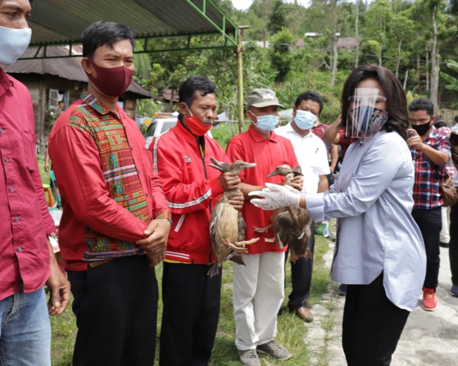 Pemkab Tapanuli Utara Berikan Bantuan 60 Kambing dan 600 Itik Kepada 11 Kelompok Tani
