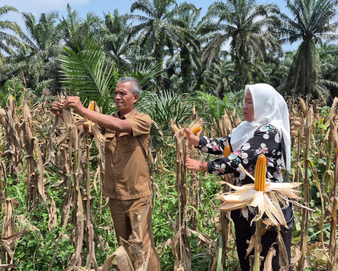 Polsek Pangkalan Kuras Matangkan Persiapan Panen Raya Jagung Pipil Kuartal III Perkuat Ketahanan Pangan