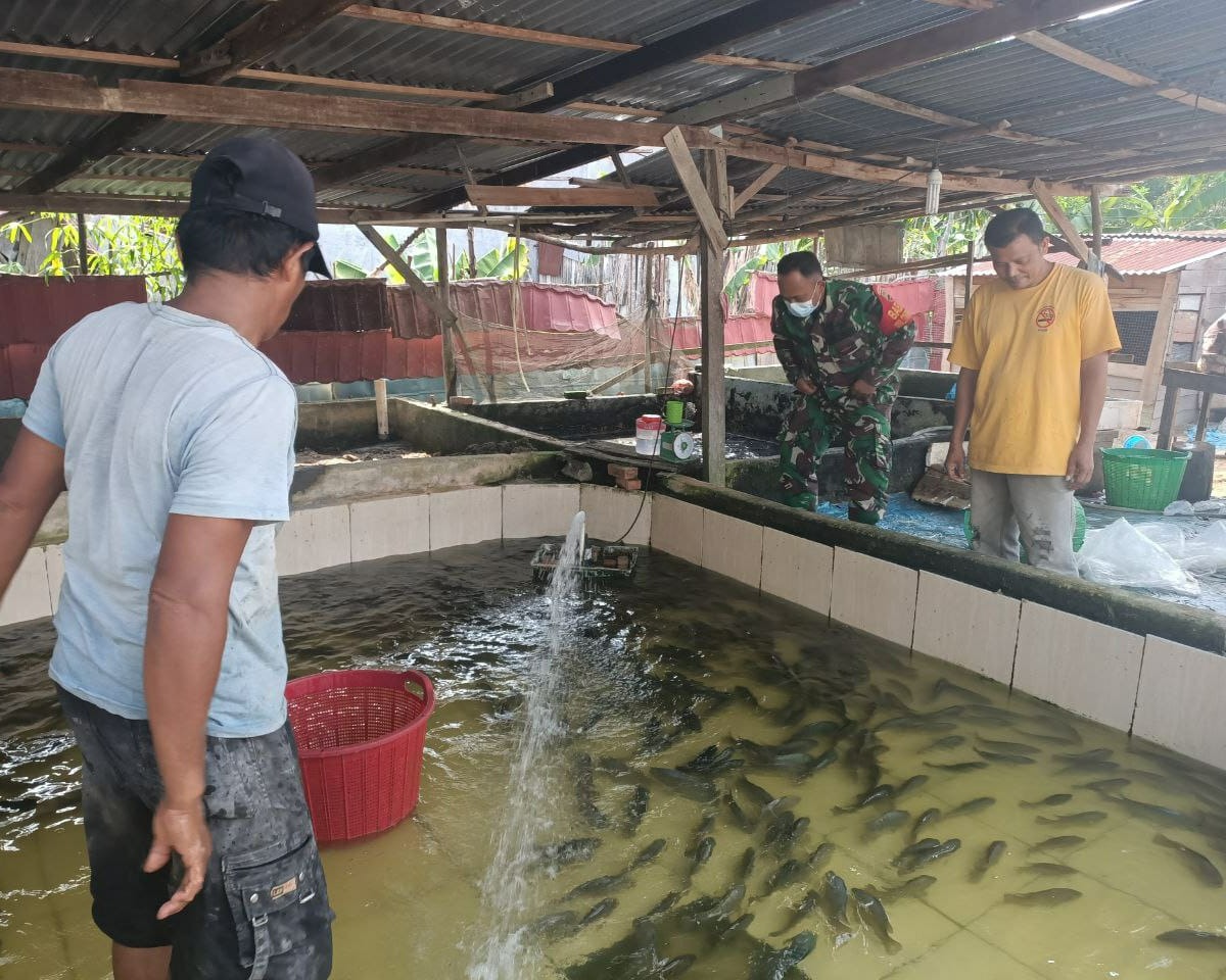 Peduli Usaha Warga, Babinsa Kodim 0301/PBR Laksanakan Komsos Dengan Peternak Ikan Nila