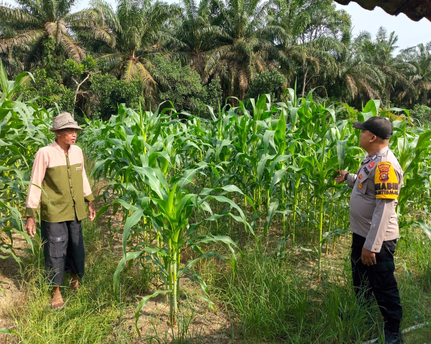 Dukung Ketahanan Pangan, Polsek Ukui Monitoring Jagung Pipil Swadaya 1 Ha Di Bukit Gajah