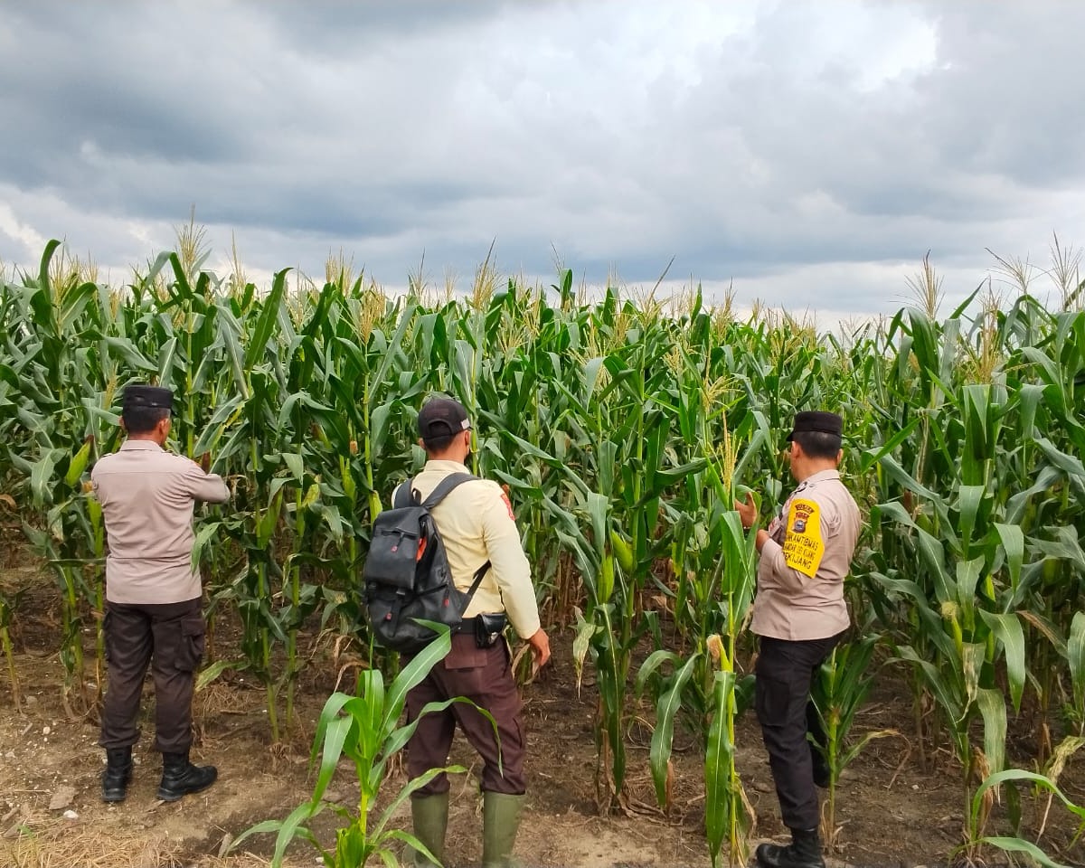 Polsek Bandar Seikijang Kawal Ketahanan Pangan 1,5 Ha Jagung Pipil PT CDS Tumbuh Subur