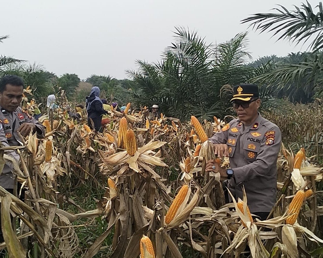 Panen Jagung Pipil Kuartal III, Polres Pelalawan Dukung Ketahanan Pangan Di Sialang Indah