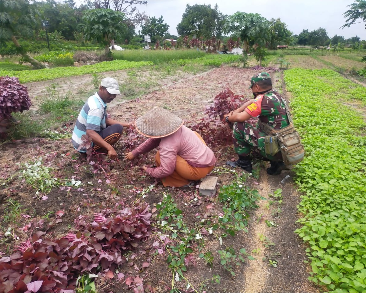 Babinsa Kodim 0301/PBR Dampingi Petani Panen Sayur